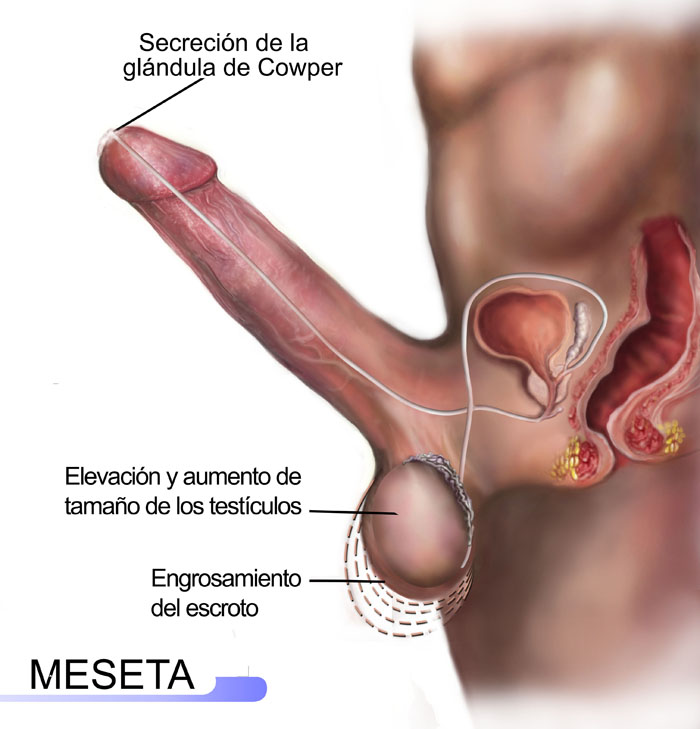 A quien el miembro viril grande o pequeño